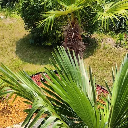 Pecani Perla Del Mar - Coastal Art スヴェティ・ヴラス