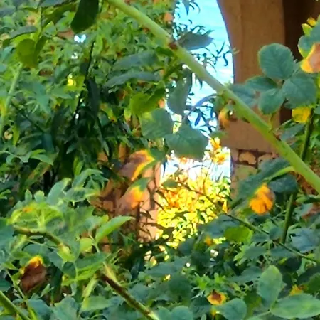 Pecani Perla Del Mar - Coastal Art アパート