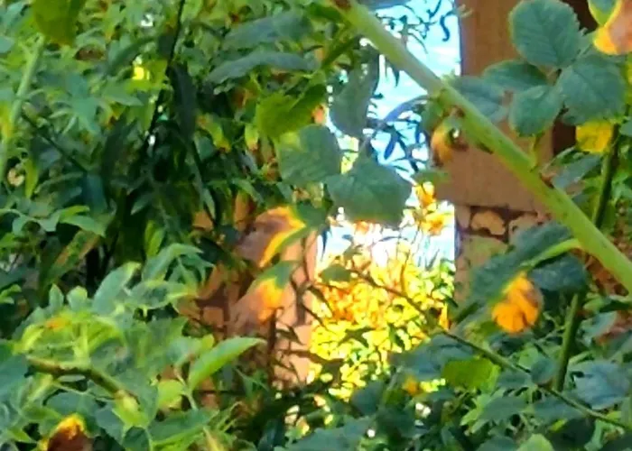 Pecani Perla Del Mar - Coastal Art شقة